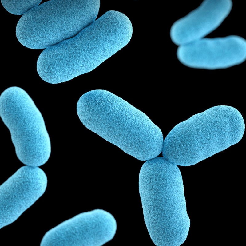 Microbiota